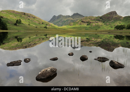 Tranquilla Blea Tarn in estate nel Lake District inglese con The Langdale Pikes e lato Pike riflessa Foto Stock