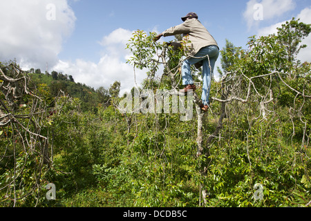 Uomo di arrampicata e la raccolta di Khat tree (catha edulis) Maua, Regione di Meru in Kenya. Foto Stock