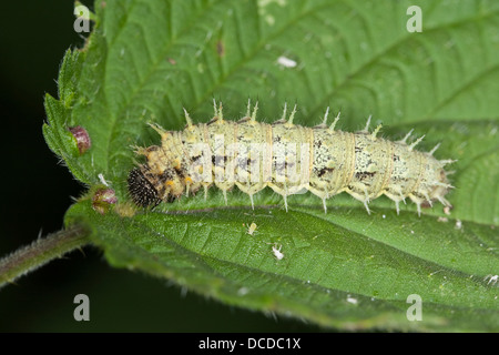 Admiral, raupe frisst un brennnessel-blatt, Vanessa Atalanta, pyrameis atalanta, rosso admiral, caterpillar Foto Stock