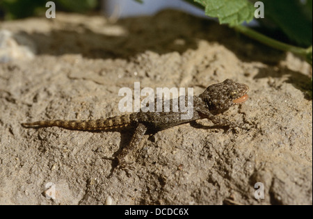 Ägäischer Nacktfinger, Gecko, Cyrtopodion kotschyi, Mediodactylus kotschyi, Cyrtodactylus kotschyi, Kotschy's gecko Foto Stock