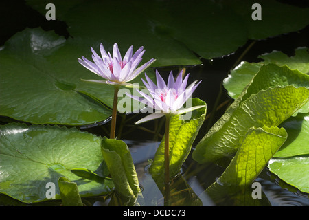 Blaue Ägyptische Seerose, Lotusblume, Nymphaea caerulea, syn. Nymphaea nouchali var. caerulea, Blue Lotus egiziano Foto Stock