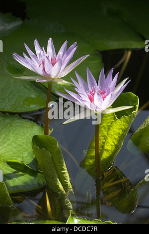 Blaue Ägyptische Seerose, Lotusblume, Nymphaea caerulea, syn. Nymphaea nouchali var. caerulea, Blue Lotus egiziano Foto Stock