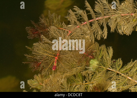 Ähriges Tausendblatt, Myriophyllum spicatum, Eurasian watermilfoil, Millefolium, acqua Spiked achillea Foto Stock