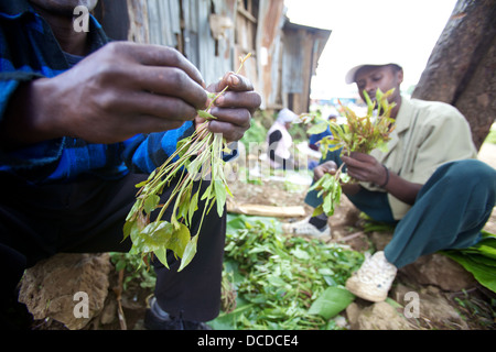 Gli uomini lo smistamento appena raccolto Khat foglie, Maua, Regione di Meru in Kenya Foto Stock