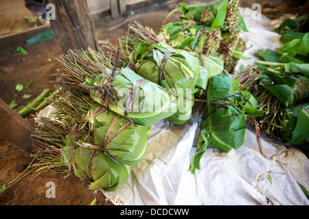 Fasci di Khat avvolto in foglie di banano in attesa di imballaggio, Maua, regione di Meru in Kenya Foto Stock