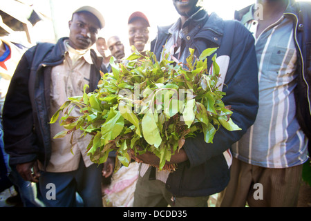 Gli operatori con un fascio di Khat/Miraa per la vendita, Maua, Regione di Meru in Kenya Foto Stock