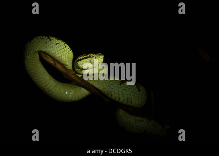 Un Malabar Rattlesnakes (possibilmente una femmina) spotlit nel Western Ghats gamma della montagna di Coorg, India. Foto Stock