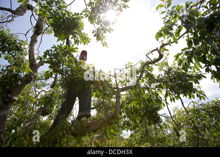 L'uomo climbing Khat tree (Catha edulis) raccolta foglie, Meru, Kenya Foto Stock