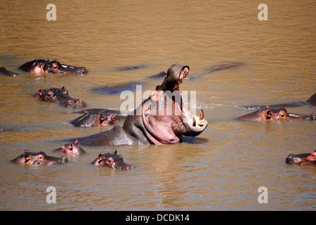 Grande ippopotamo con la bocca aperta, circondato da ingrossi di Ippona nel fiume fangoso Foto Stock