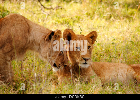 Due giovani leoni che stabilisce nell'ombra. Foto Stock