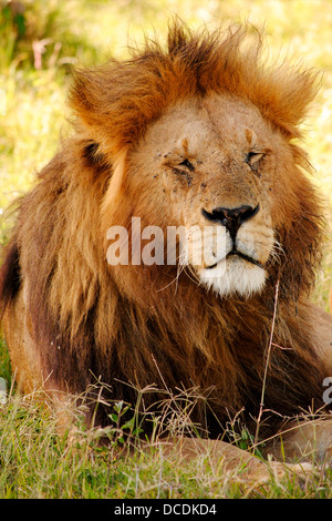 Vecchio, graffiato maschio Sleeping Lion nell'ombra. Foto Stock
