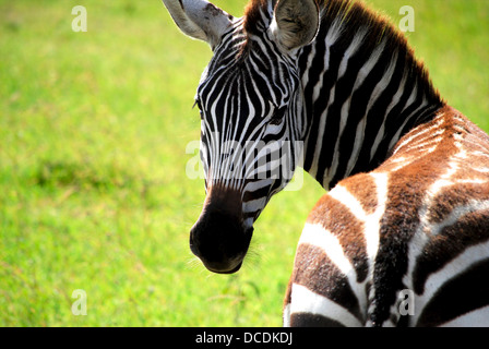 Zebra guardando indietro oltre che della spalla, erba verde in background Foto Stock