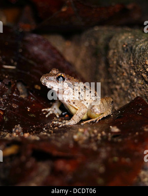 Limnonectes finchi ruvida rana custode borneo Foto Stock