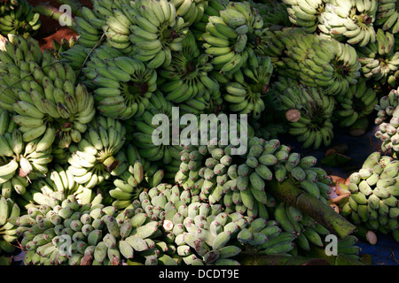 Banana grande mazzetti, Laos, sud-est asiatico Foto Stock