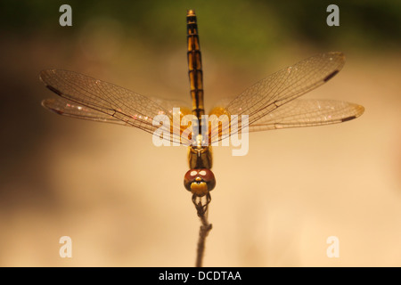 Crimson Marsh Glider dragonfly femmina Foto Stock