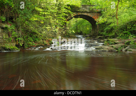 Può Beck che scorre sotto un ponte e al di sopra di una serie di piccoli passi di roccia nella foresta Sneaton Foto Stock