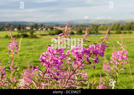 Close up rosebay willowherb fiori nella parte anteriore del defocussed paesaggio di grande leva e le colline che si affaccia a nord Bolton. Foto Stock