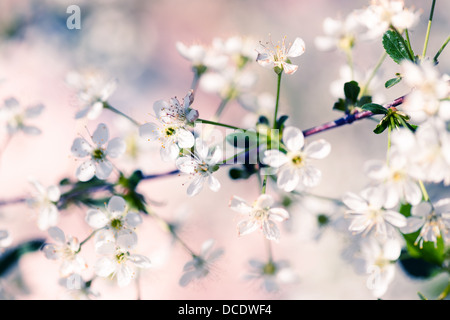 Bellissimi fiori di ciliegio con cielo blu Foto Stock