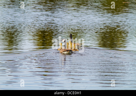 Canada Goose (Branta canadensis) foto colorate di mamma, papà e gosslings, sull'acqua. Alta River, Alberta, Canada Foto Stock