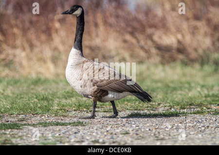 Canada Goose (Branta canadensis) camminando lungo la riva del Fiume Bow, Carsland, Alberta, Canada Foto Stock