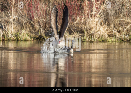 Canada Goose (Branta canadensis) carica in modo aggressivo e che mostra un comportamento territoriale. Johnson's Island, Alberta, Canada Foto Stock