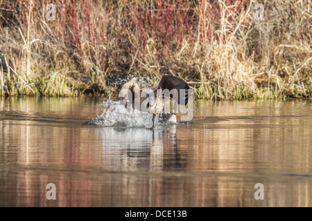 Canada Goose (Branta canadensis) carica in modo aggressivo e che mostra un comportamento territoriale. Johnson's Island, Alberta, Canada Foto Stock