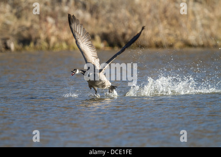 Canada Goose (Branta canadensis) carica in modo aggressivo e che mostra un comportamento territoriale. Johnson's Island, Alberta, Canada Foto Stock