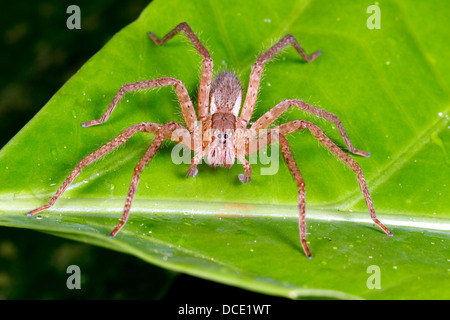 Il ragno tropicale con 8 occhi. Su una foglia nella foresta pluviale, Ecuador Foto Stock