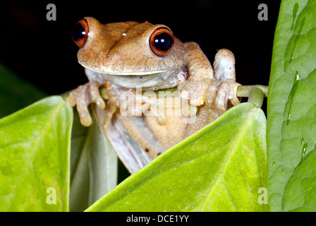 Mappa treefrog (Hypsiboas geographicus) nel sottobosco della foresta pluviale, Ecuador Foto Stock