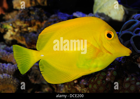 Linguetta di colore giallo, giallo Sailfin Tang, cupa chirurgo Zebrasoma flavescens, Acanthuridae, Indo-pacifico Foto Stock