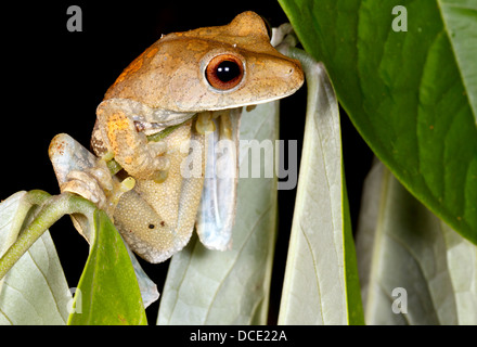 Mappa treefrog (Hypsiboas geographicus) nel sottobosco della foresta pluviale, Ecuador Foto Stock