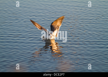 Franklin's gabbiano (Leucophaeus pipixcan) cattura la cena, con tis riflessione, nell'acqua azzurra. Lago di erbaccia, Alberta, Canada Foto Stock