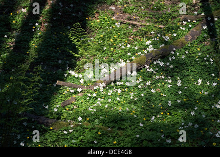 Anemone legno cresce in boschi di latifoglie in primavera Crieff Perthshire Scozia Scotland Foto Stock