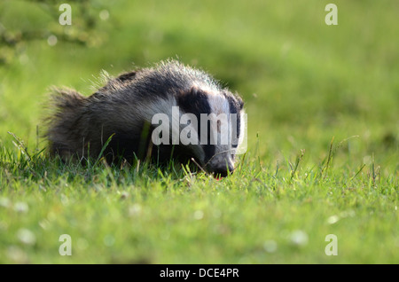 Eurasian badger Meles meles in inglese il paesaggio di campagna