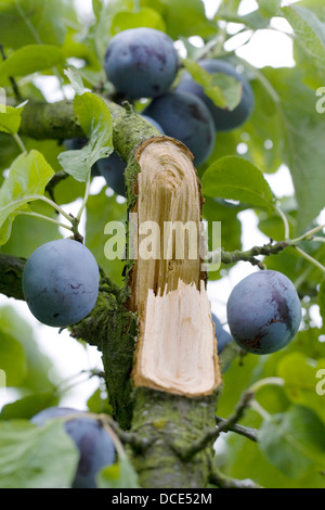 Prunus domestica. Il peso delle prugne sulla struttura ad albero ha danneggiato il ramo. Foto Stock