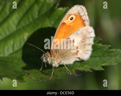 European Small Heath butterfly (Coenonympha pamphilus) in posa su una foglia di ortica Foto Stock