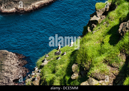 Atlantic pulcinelle di mare (Fratercula artica) sull isola di Mykines nelle isole Faerøer Foto Stock