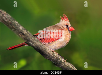 Un colorato uccello, il cardinale Nord le donne contro la scarsa densità di sfondo verde, Cardinalis cardinalis Foto Stock