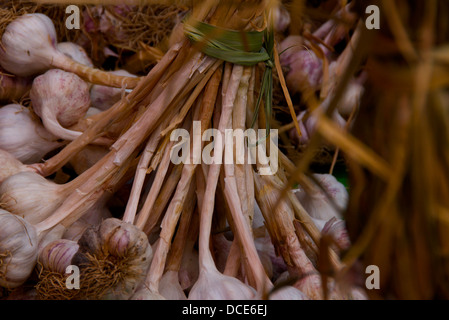 Garlics organico appeso in un luogo di mercato Foto Stock