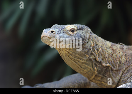 Ritratto della testa di un monitor di Komodo lizard con uno scuro dello sfondo non focalizzato Foto Stock