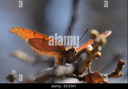 Goatweed Leafwing Foto Stock