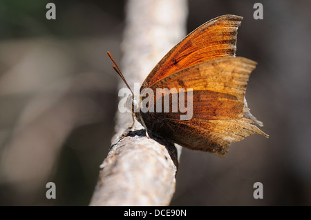 Goatweed Leafwing Foto Stock