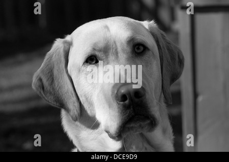 Un laboratorio d'oro di nome Monty Foto Stock