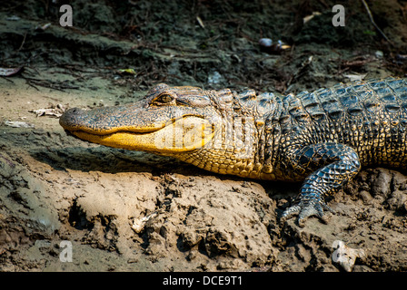 Stati Uniti d'America, Louisiana, Atchafalaya Basin, con C. C. Lockwood, Bayou Cannon, alligatore (Alligator mississippiensis) sulla banca di un bayou. Foto Stock