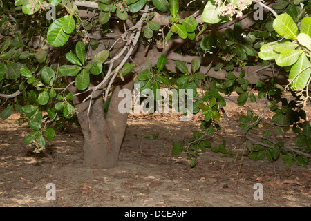 Esempio di un meno curati anacardi Tree Farm, con meno la potatura degli arti inferiori, meno di compensazione sotto il pennello. Foto Stock