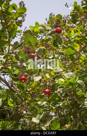 Rosso di acagiù nella struttura ad albero con i dadi, vicino a Sokone, Senegal Foto Stock