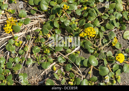 Brookings Oregon. Abronia latifolia o Sand-Verbena giallo sulla spiaggia presso la Oregon Coast Foto Stock