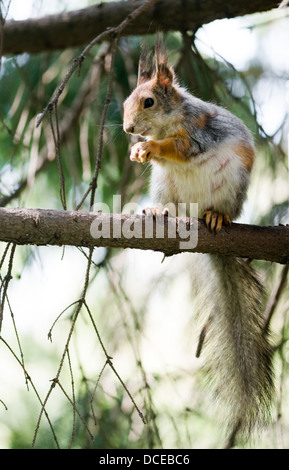 Lo scoiattolo mangiare sulla struttura ad albero Foto Stock