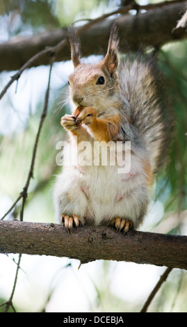 Lo scoiattolo mangiare sulla struttura ad albero Foto Stock