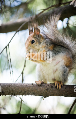 Lo scoiattolo mangiare sulla struttura ad albero Foto Stock